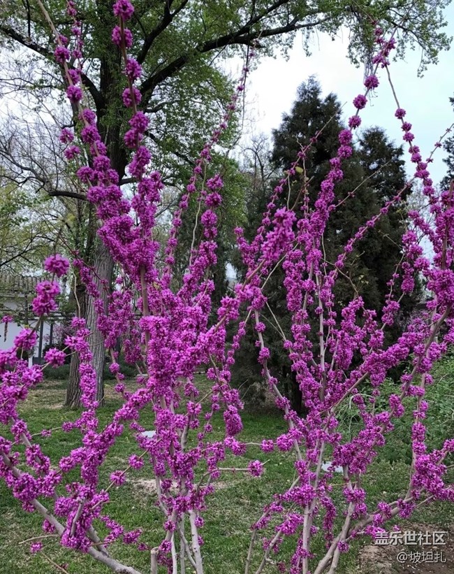 【途有春光】紫荊花開