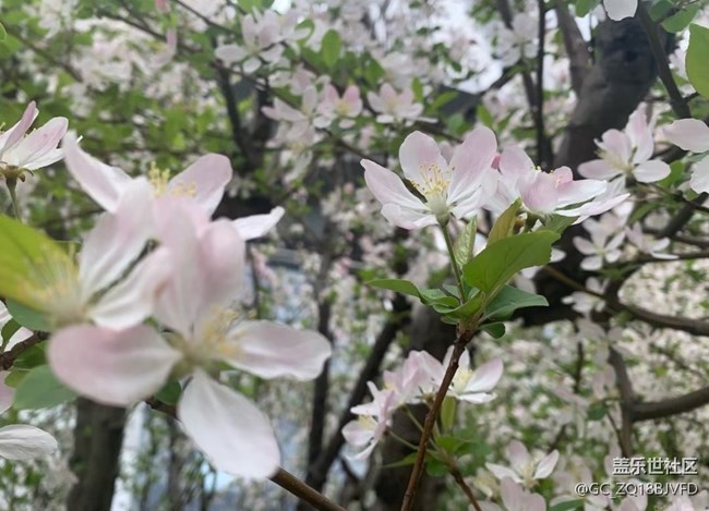 【途有春光】戶外賞花