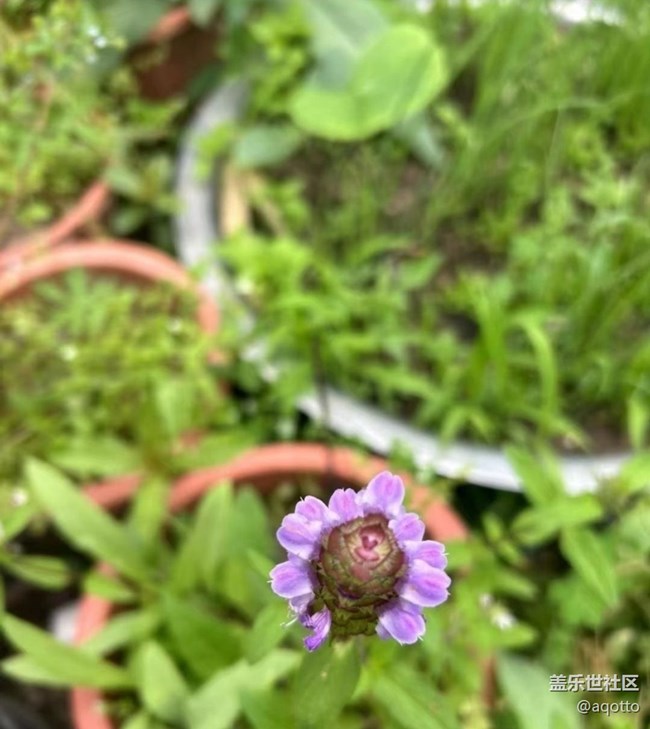 【途有春光】春花盛開