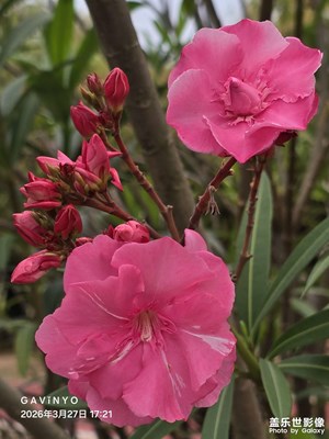 【鏡藏萬象】春野拾趣，一花一世界