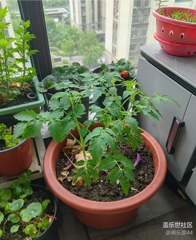 【途有春光】陽臺春景