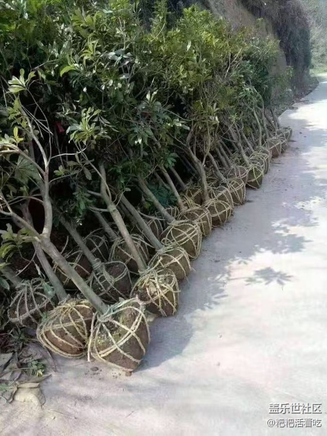 【途有春光】開荒