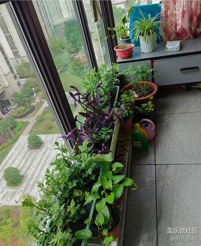 【途有春光】陽臺春景
