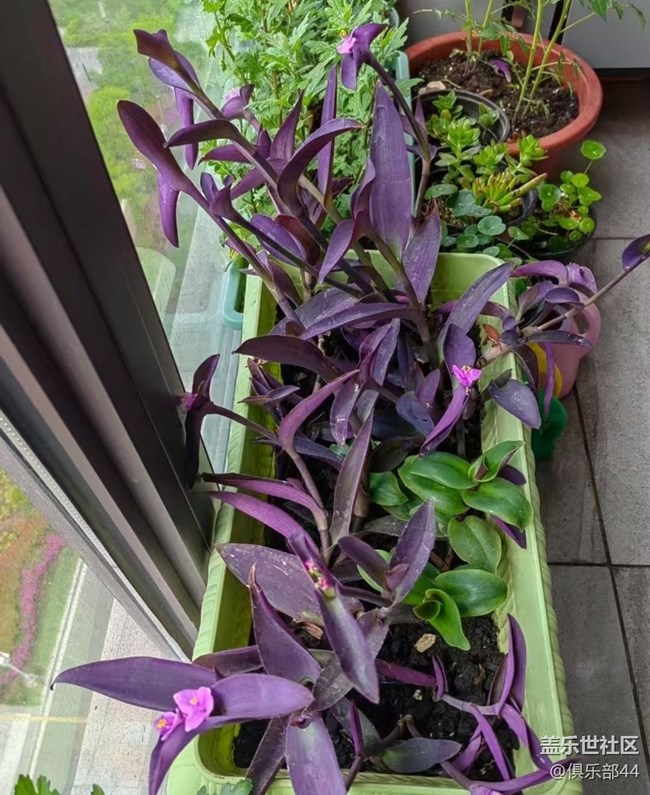 【途有春光】陽臺春景