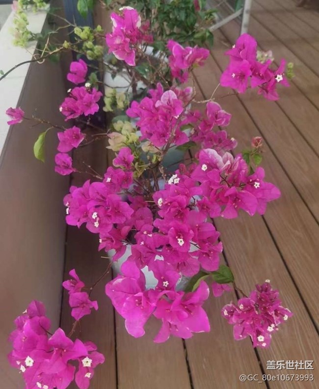 【途有春光】花花