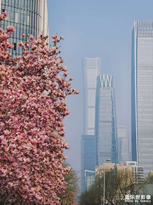 【鏡藏萬象】+玉蘭映國貿(mào)，一城春色半城花