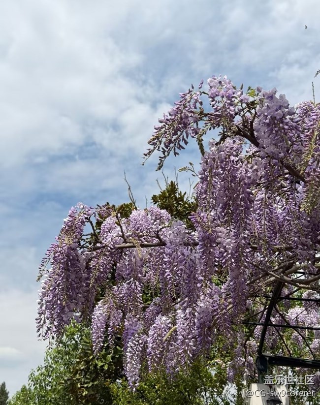 【途有春光】紫藤花開