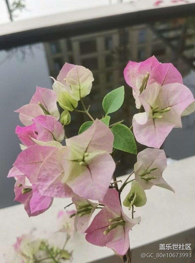 【途有春光】花花