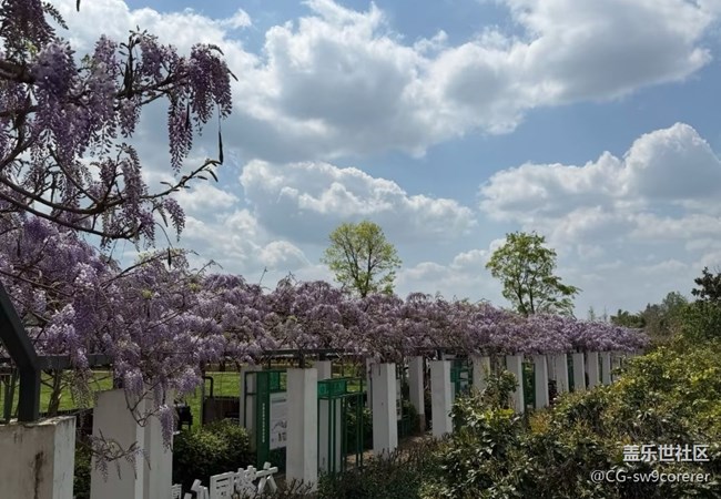 【途有春光】紫藤花開