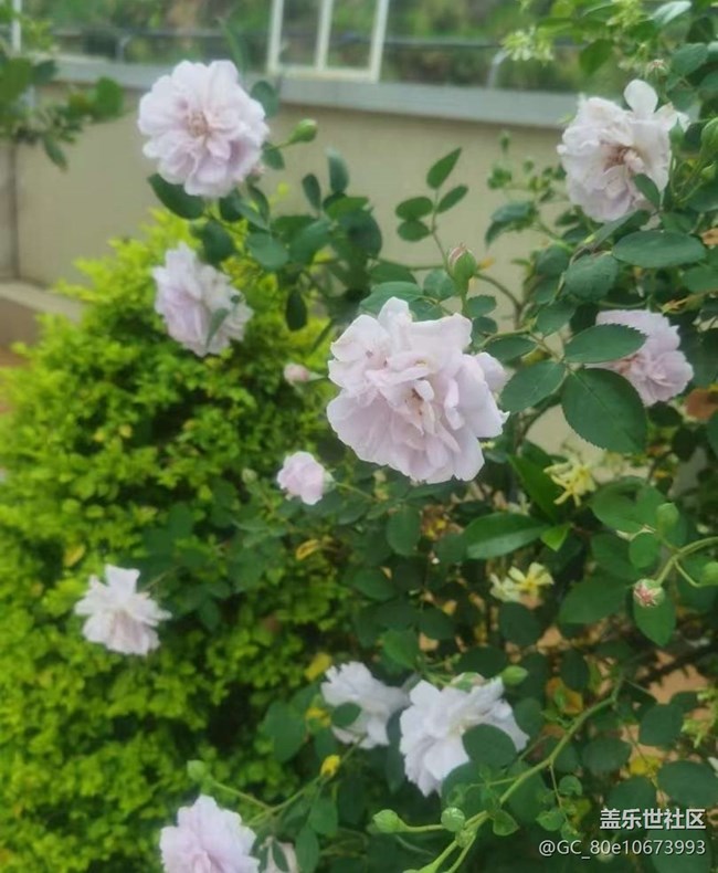 【途有春光】花花