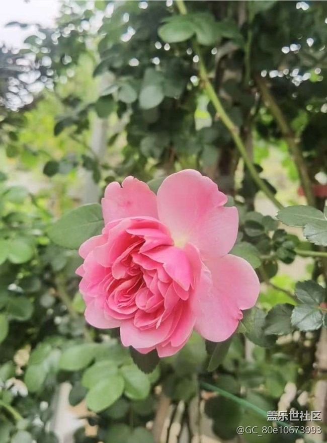 【途有春光】花花