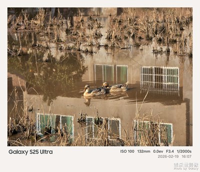 稻茬田里的鵝鴨謠，是刻在骨子里的鄉(xiāng)愁