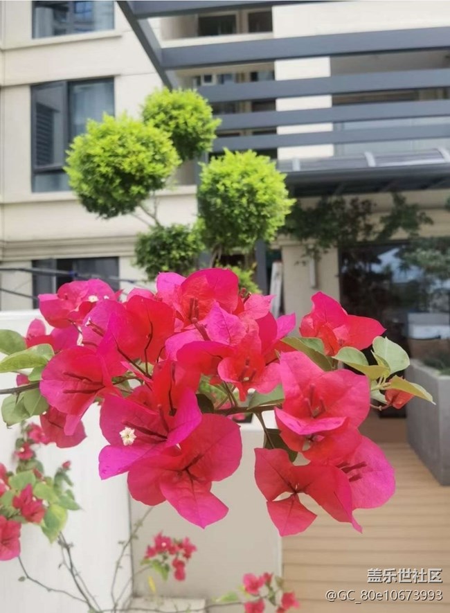【途有春光】花花