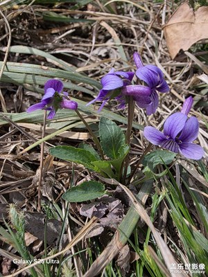 隨意生長在春天