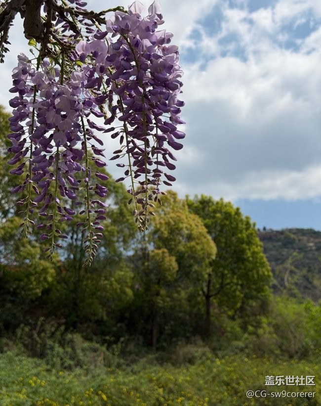 【途有春光】紫藤花開