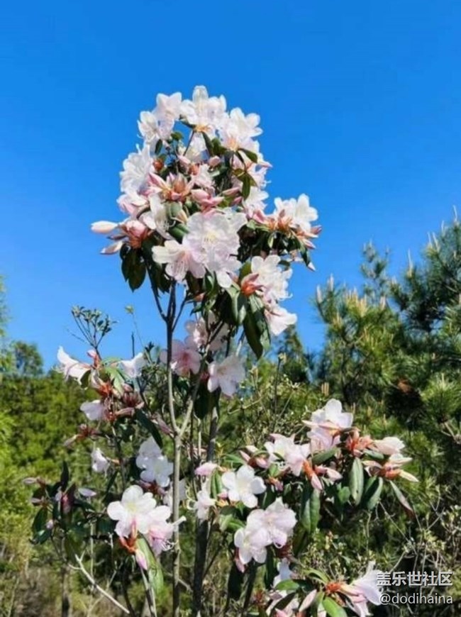 【途有春光】登頂