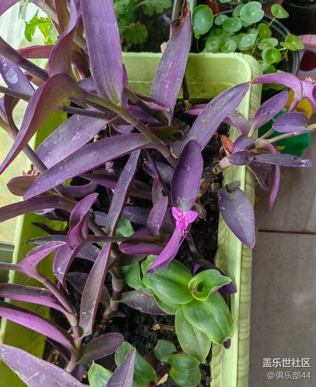 【途有春光】陽臺春景