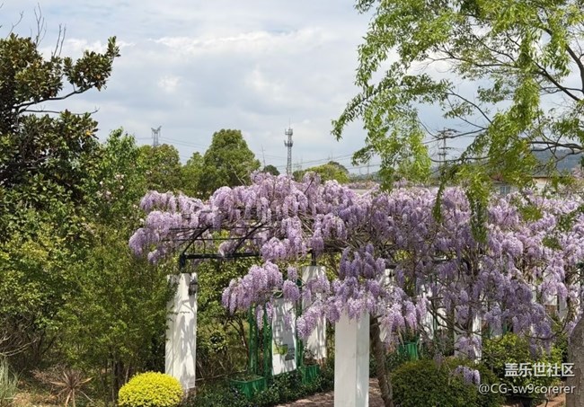 【途有春光】紫藤花開