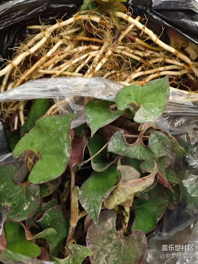 【途有春光】開荒