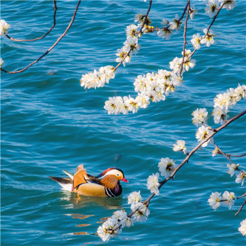 Galaxy S23 Ultra 春和景明