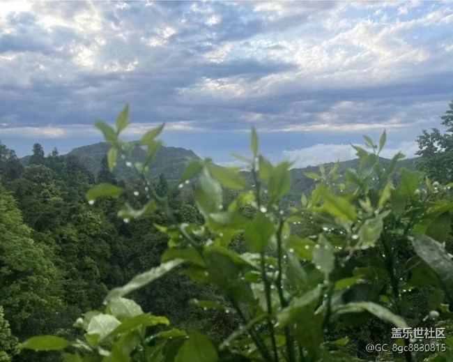 【途有春光】雨后山林