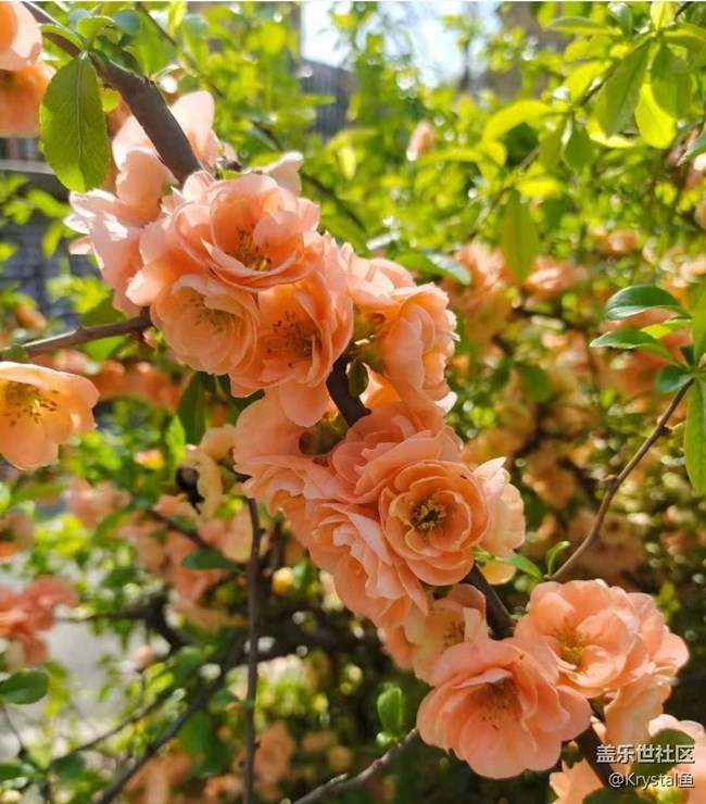 【途有春光】春有約