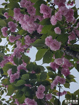 【鏡藏萬象】+櫻花浪漫時