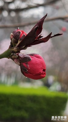 含苞待放的碧桃