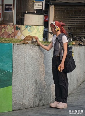 大家都喜歡小貓咪