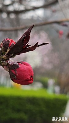 參賽含苞待放的碧桃2