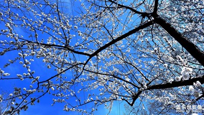 玉蘭花開(kāi)，真愛(ài)不朽