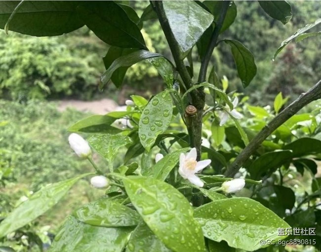 【途有春光】雨后山林
