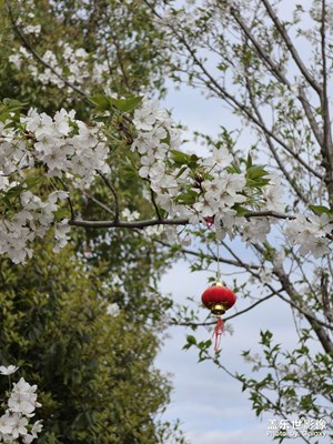 【鏡藏萬象】櫻花樹下