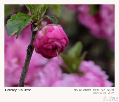 一樹(shù)榆葉梅，半盞春日暖