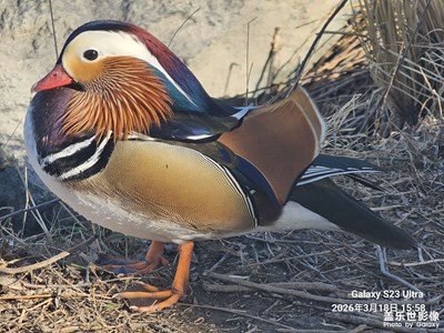 【鏡藏萬象】+頤和踏春（二）