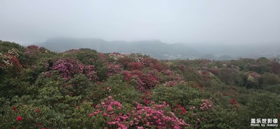 【鏡藏萬象】百里杜鵑金坡景區(qū)