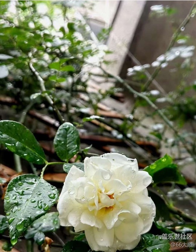 【途有春光】雨后花
