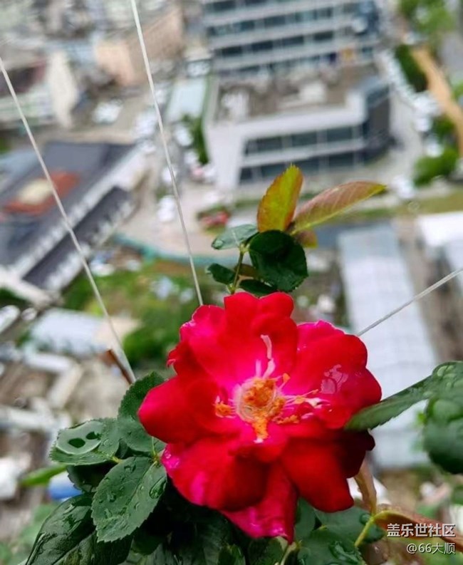 【途有春光】雨后花