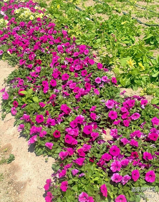 【途有春光】周末時(shí)光