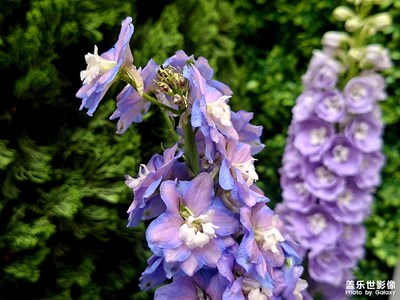 【鏡藏萬象】繁花似錦