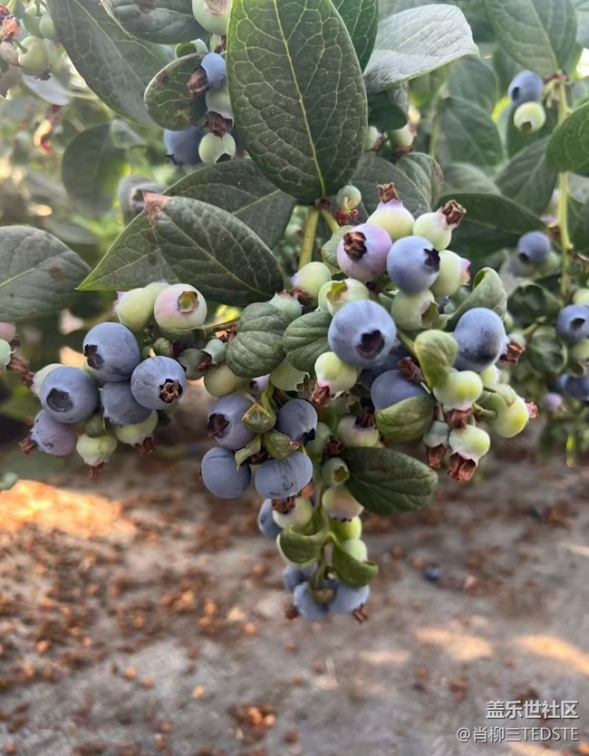 【途有春光】采摘