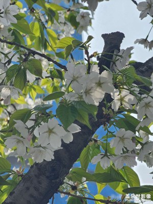 【鏡藏萬象】花開時