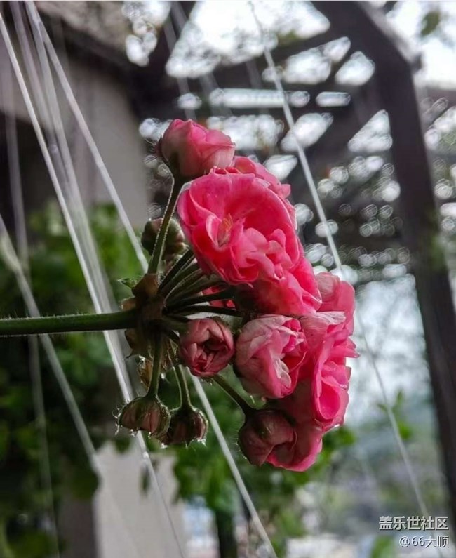 【途有春光】雨后花