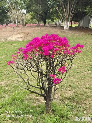 【鏡藏萬象】春之韻