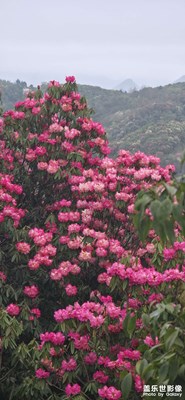 【鏡藏萬象】題百里杜鵑行（普底景區(qū)）