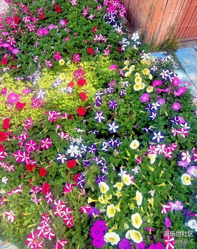 【途有春光】周末時(shí)光