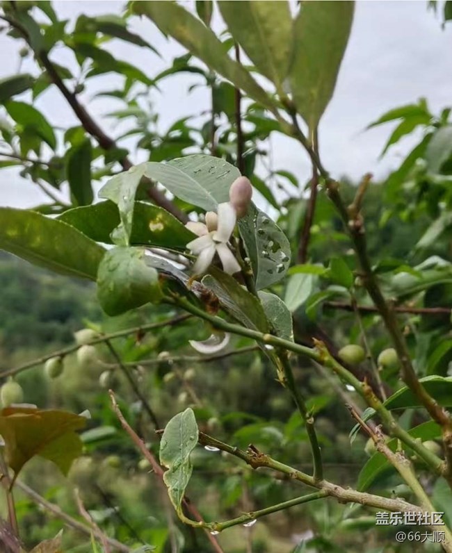 【途有春光】雨后花