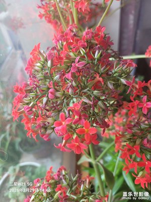 【鏡藏萬象】 陽臺種植一角