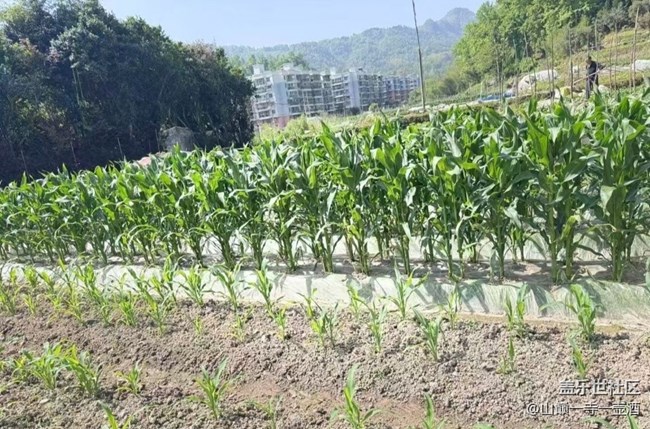 【途有春光】干農(nóng)活