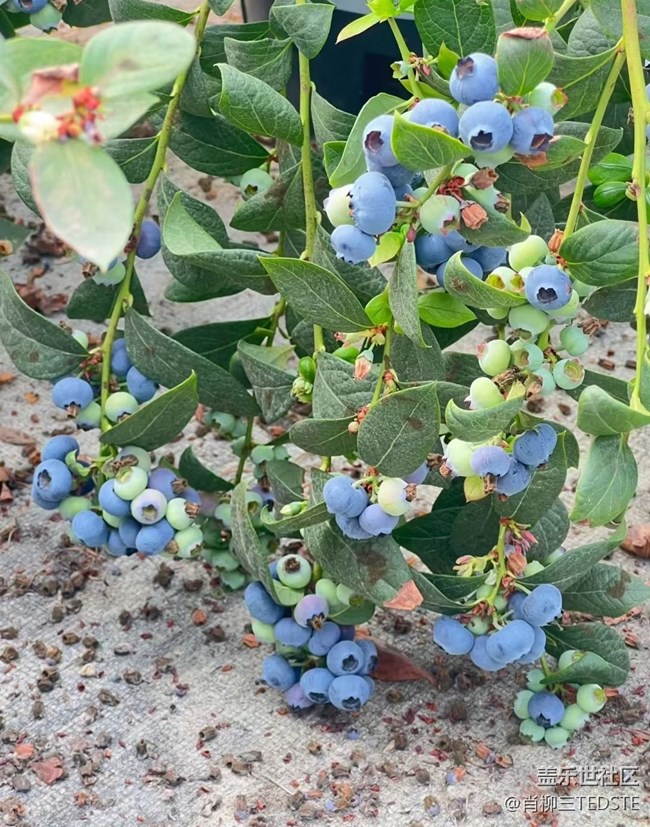 【途有春光】采摘